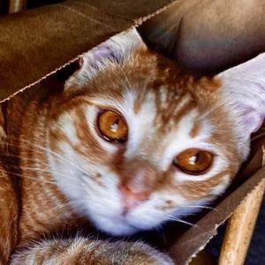 Meet your Posher, Andrew